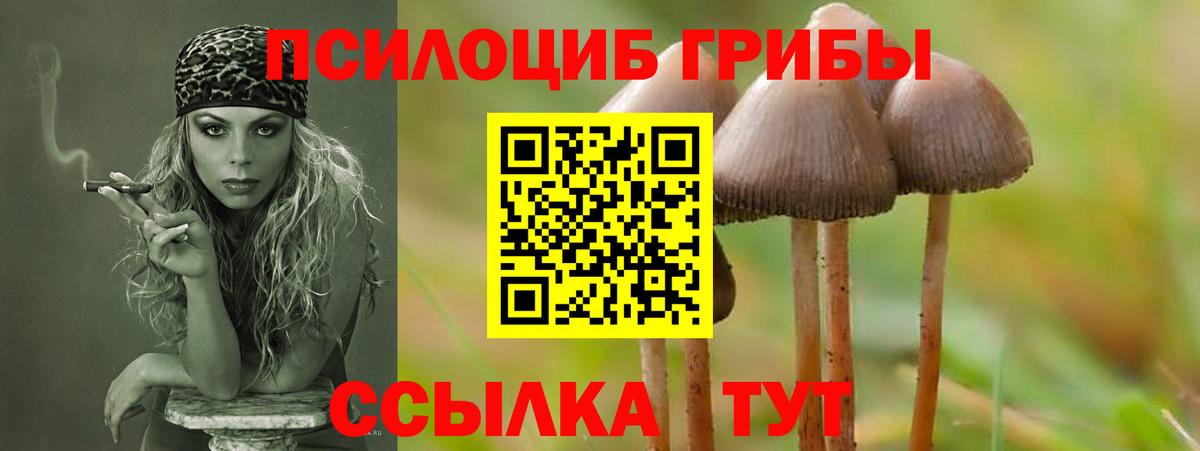 Псилоцибиновые грибы GOLDEN TEACHER  Вход с VPN  Малгобек  Псилоцибиновые грибы Magic Shrooms 